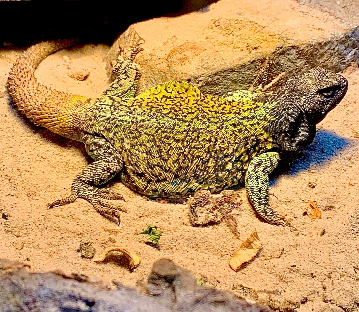 Specimen 1