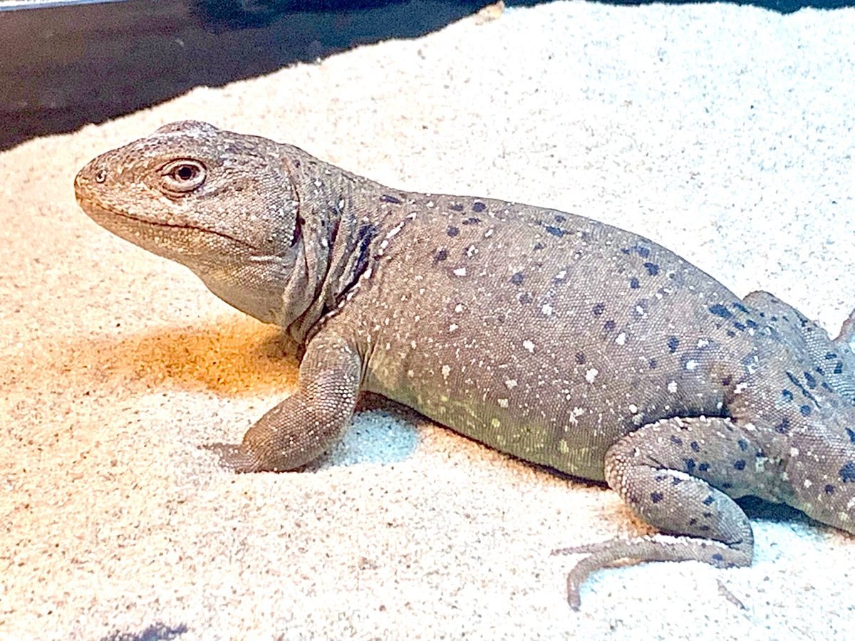 Specimen 2