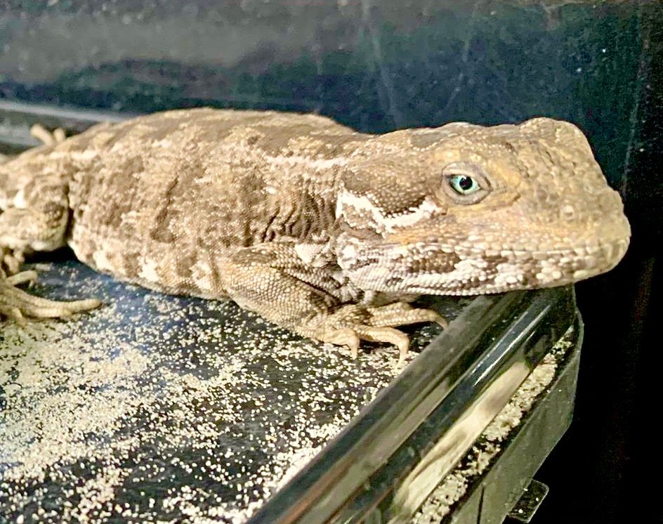 Specimen 3