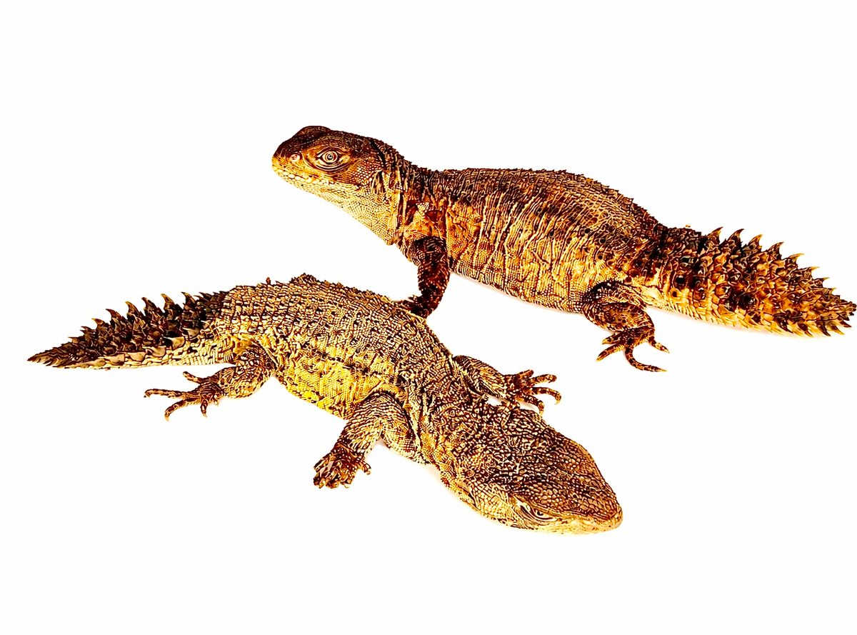 Specimen 4