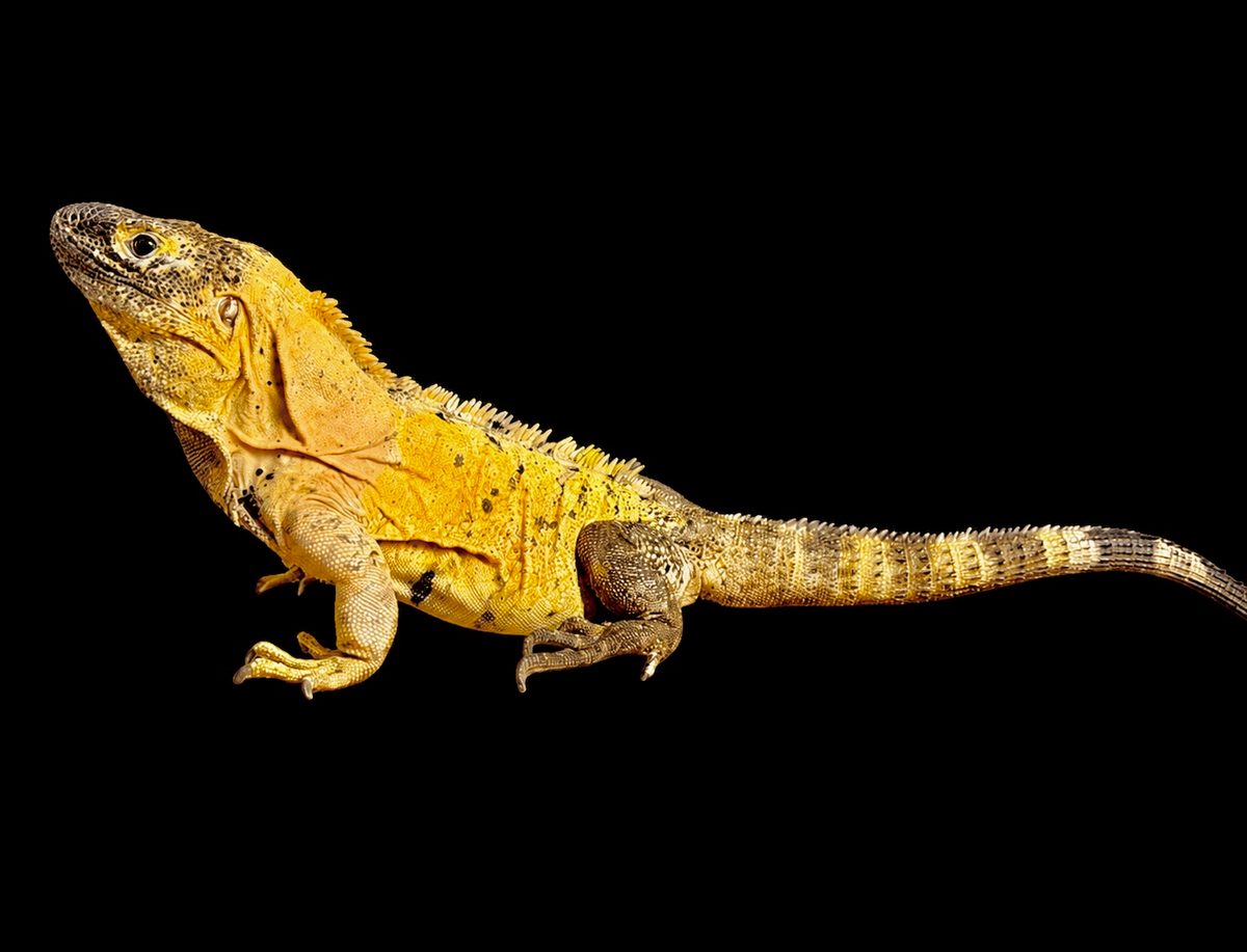Specimen 6