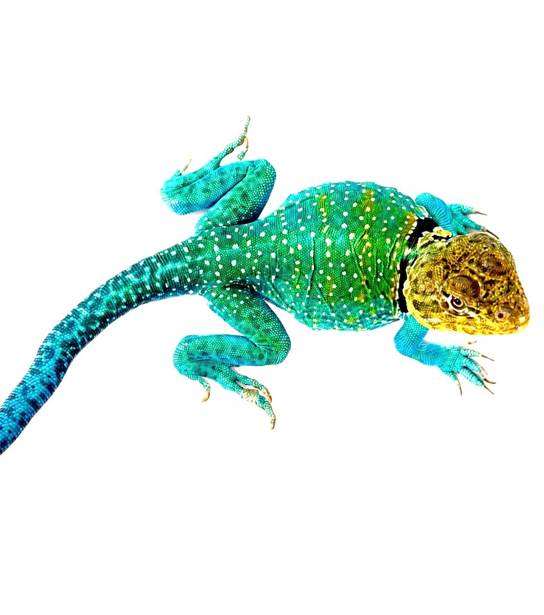 Specimen 9