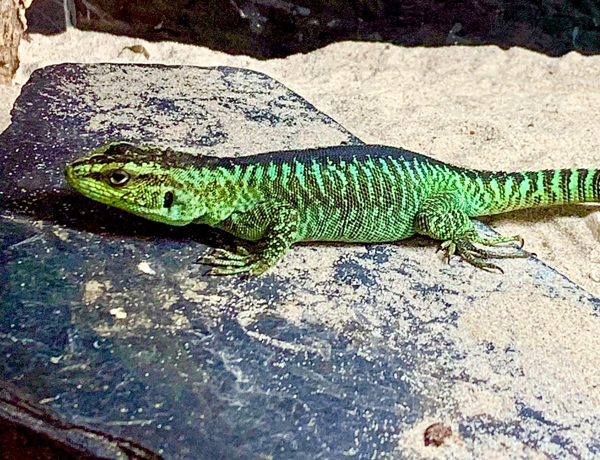 Liolaemus splendidus