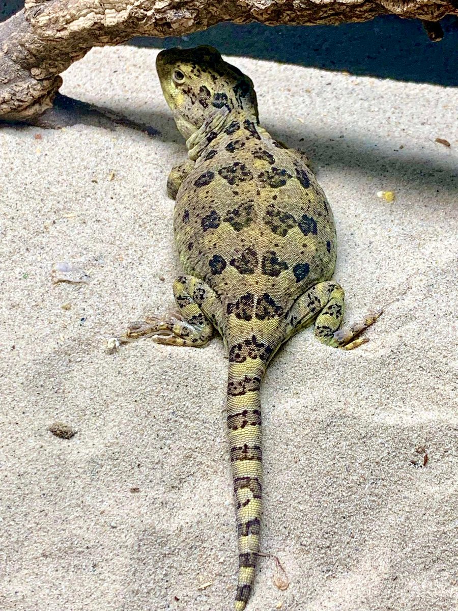 Diplolaemus sexcinctus