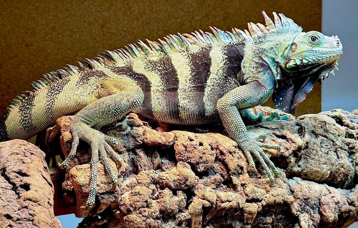 Specimen 16