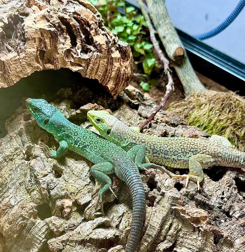 Hypomelanistic Timon lepidus