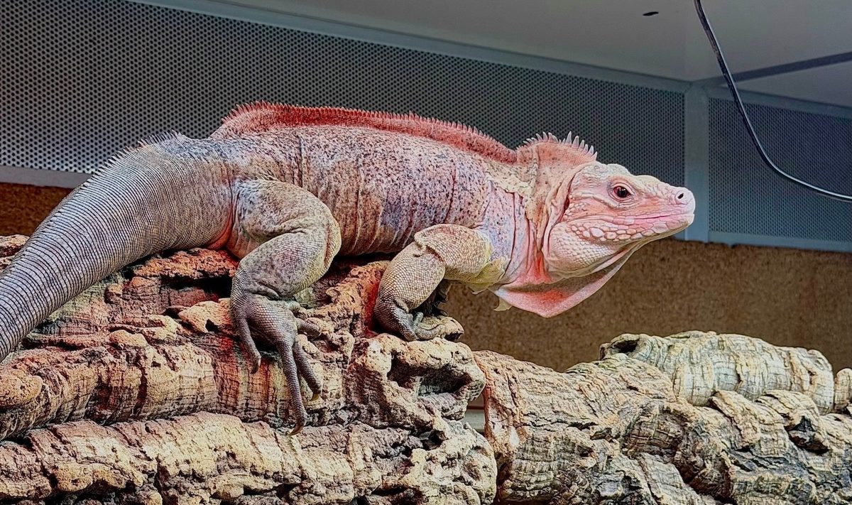Cyclura rileyi nuchalis
