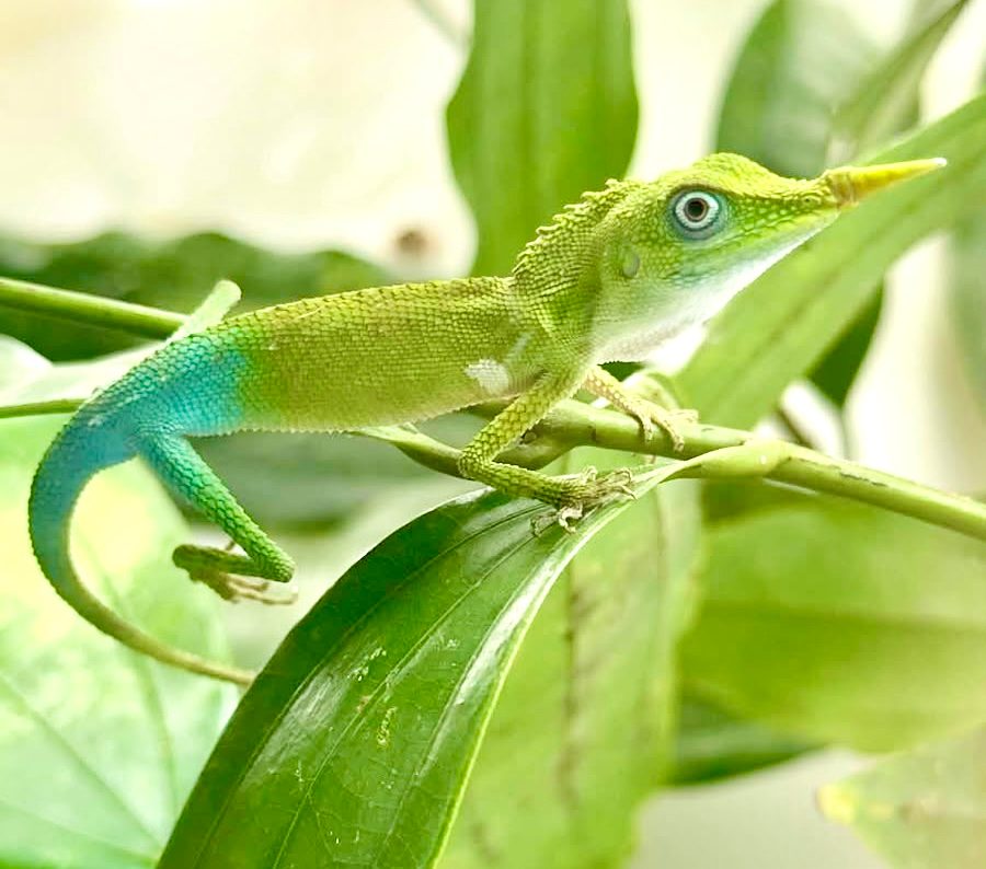 Liolaemus tenuis