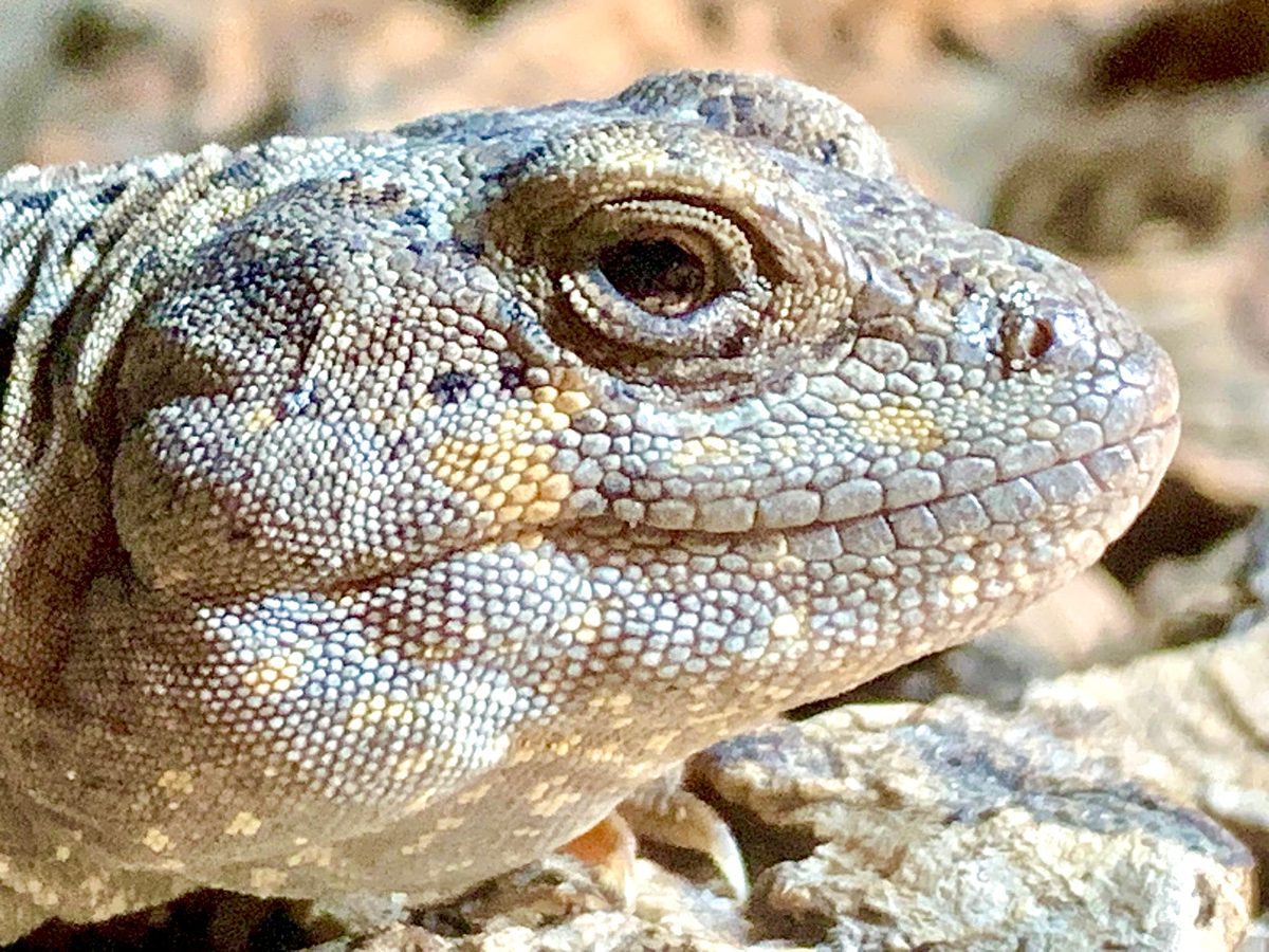 Diplolaemus sexcinctus