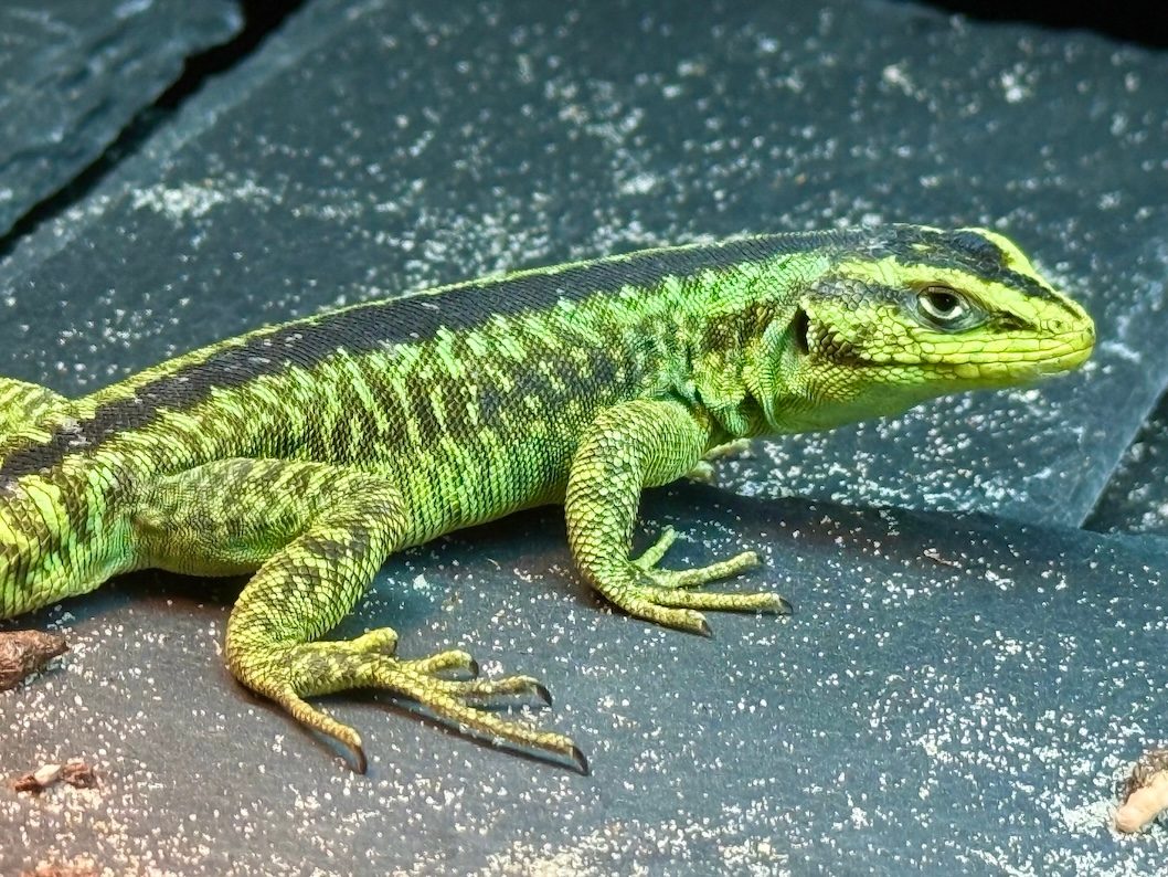 Liolaemus splendidus