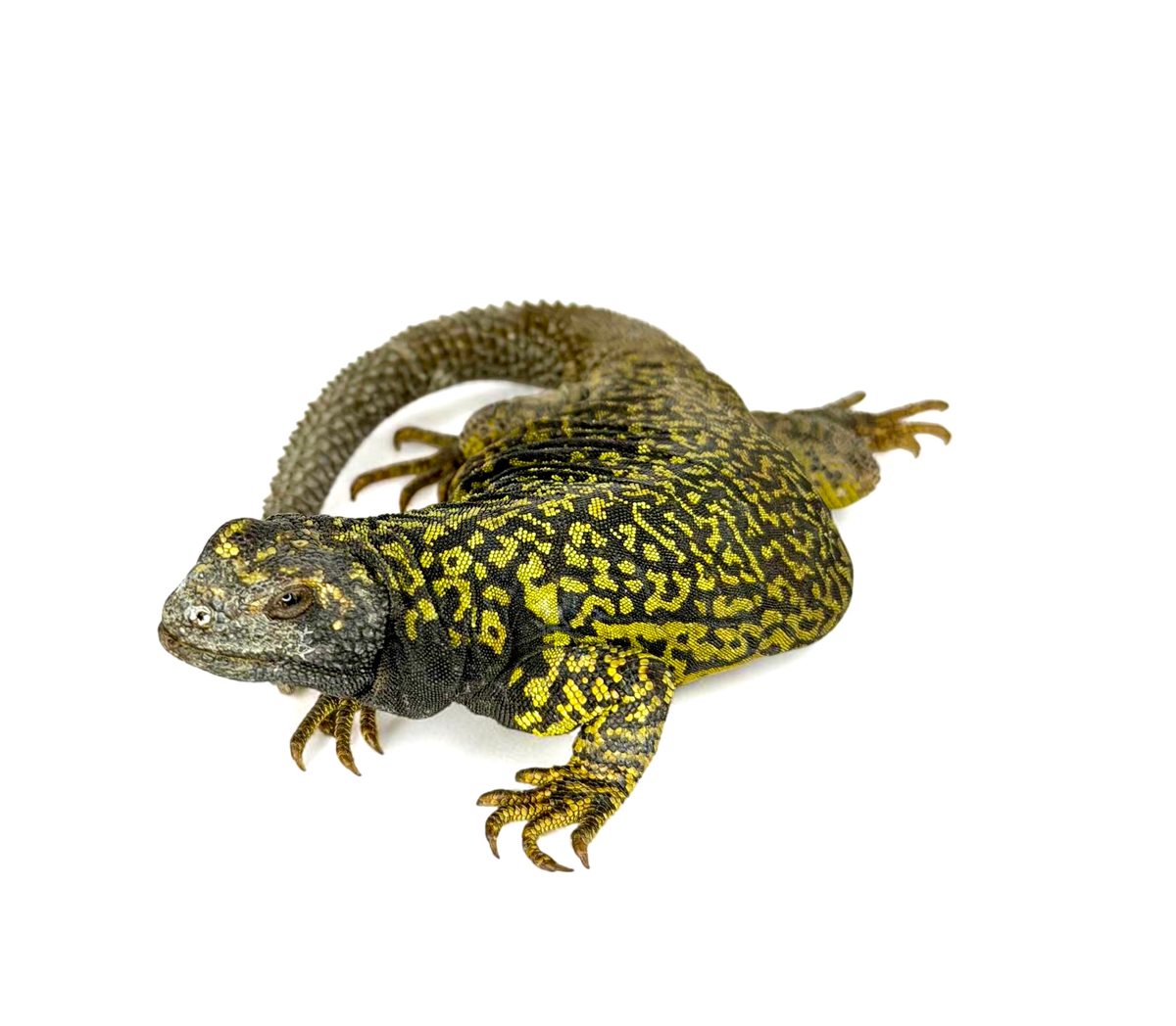 Phymaturus verdugo