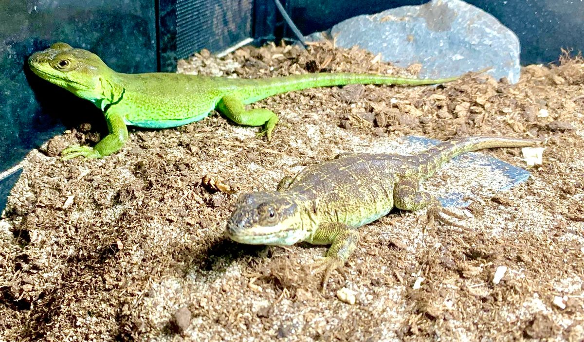 Pristidactylus achalensis