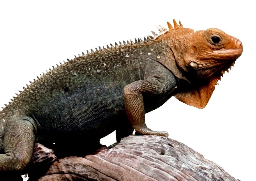 Iguana Zombie