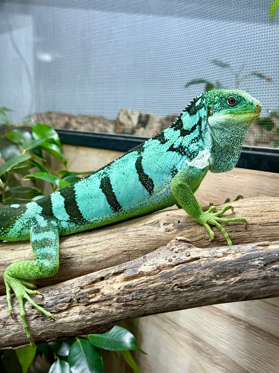 Basking pose
