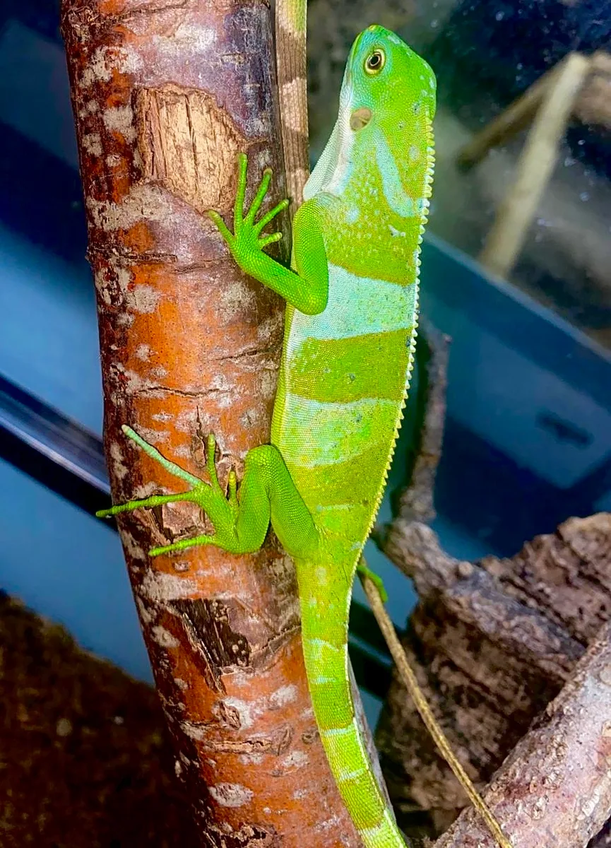 Central Fijian hatchling