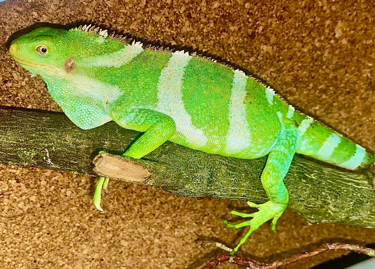 Crested Fiji hatchling