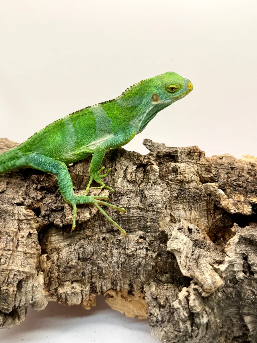 Fijian Crested hatchling
