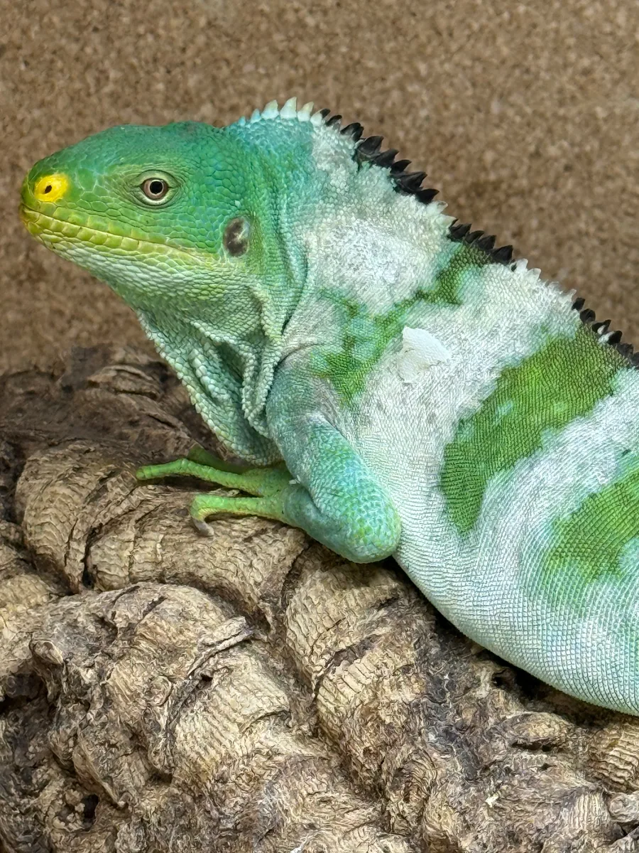 Portrait — adult iguanid head detail