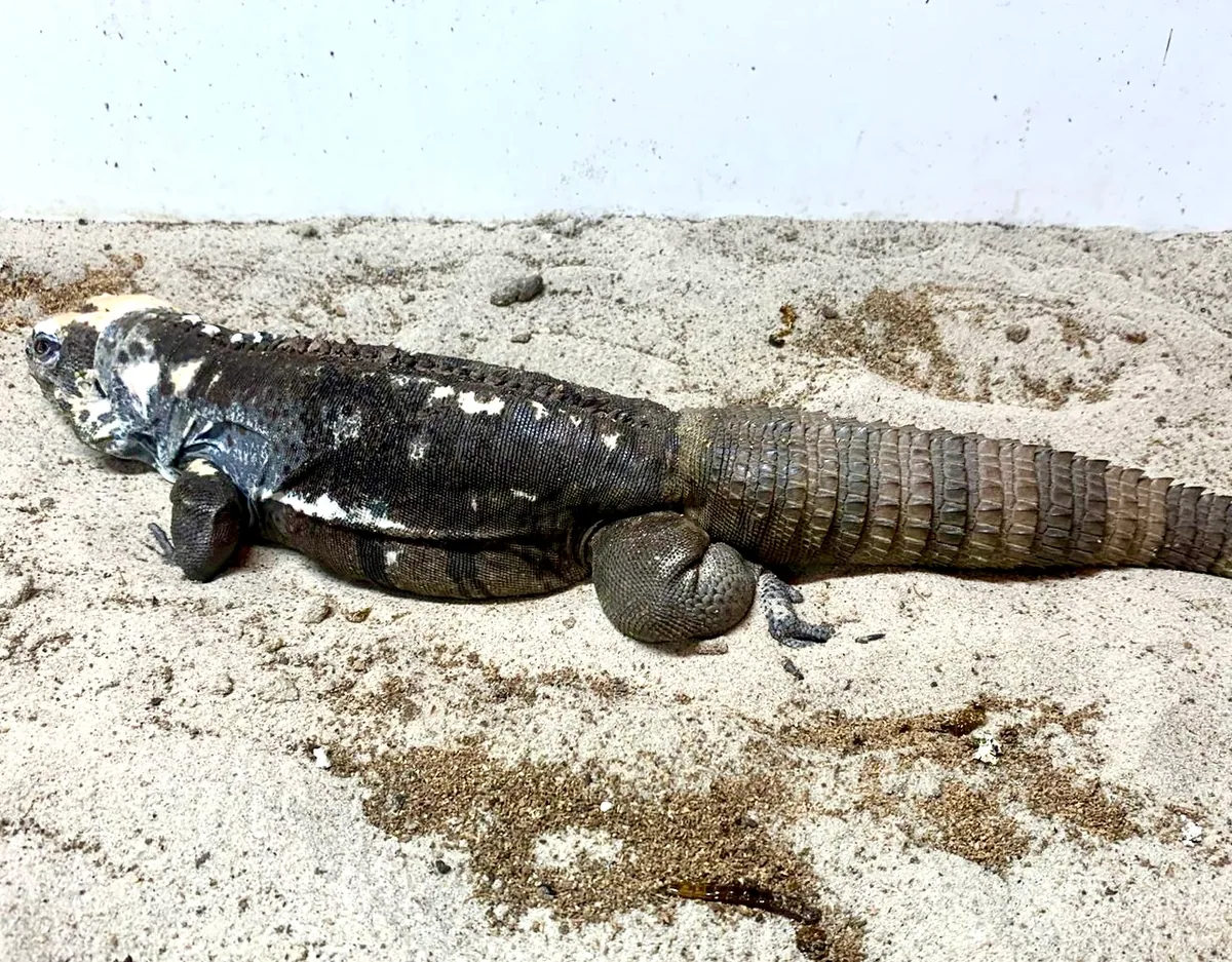 Motagua Spiny-Tailed hatchling