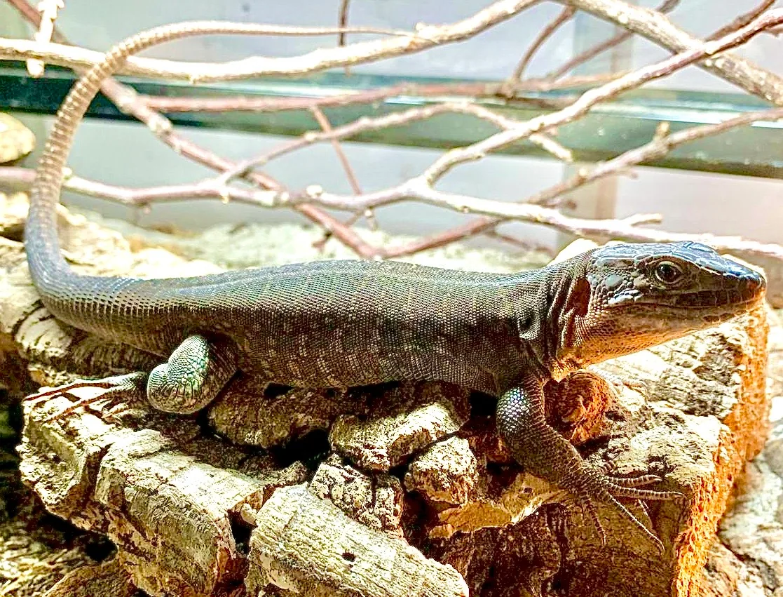Gran Canaria hatchling