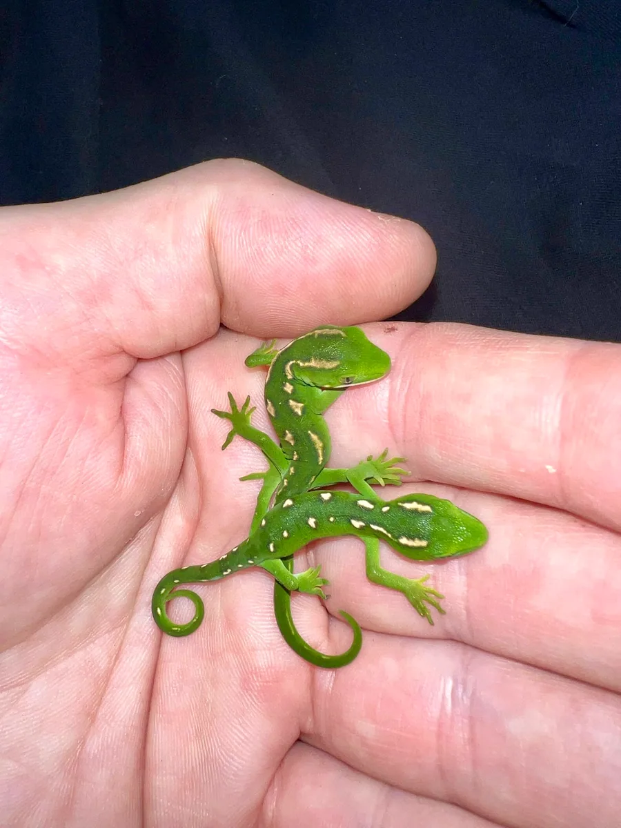Grey's Day hatchling