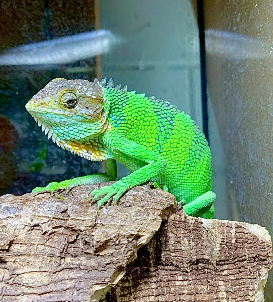 Peruvian Bush Anole