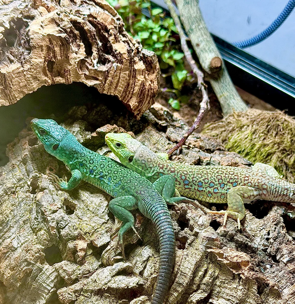 Jewelled Lizard — Timon lepidus