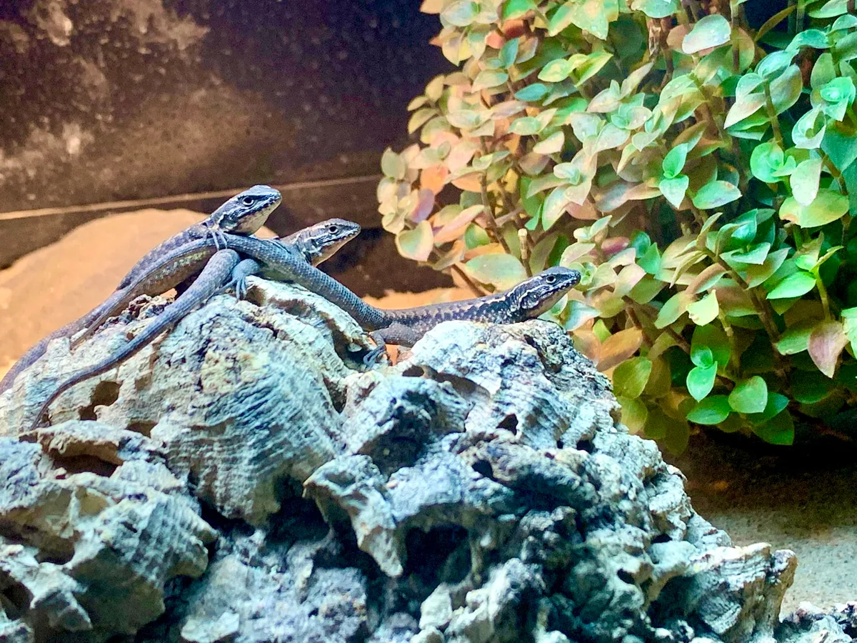 Jewelled Lizard