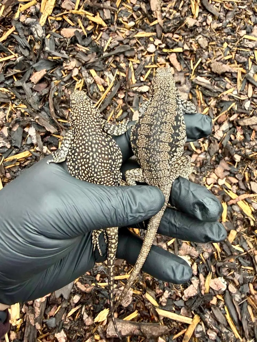 Delhey's Rock Lizard — Phymaturus delheyi