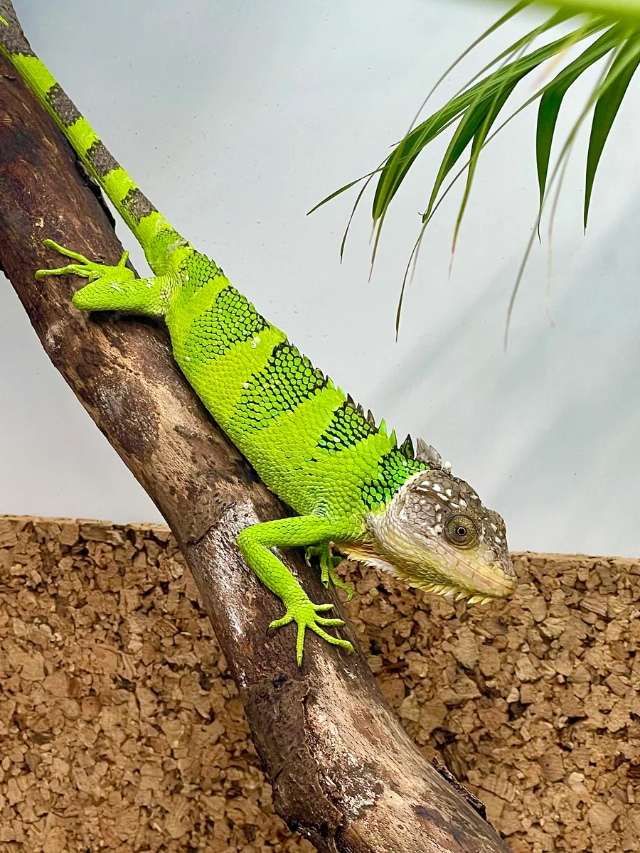 Peruvian Monkey-Tail — Polychrus peruvianus