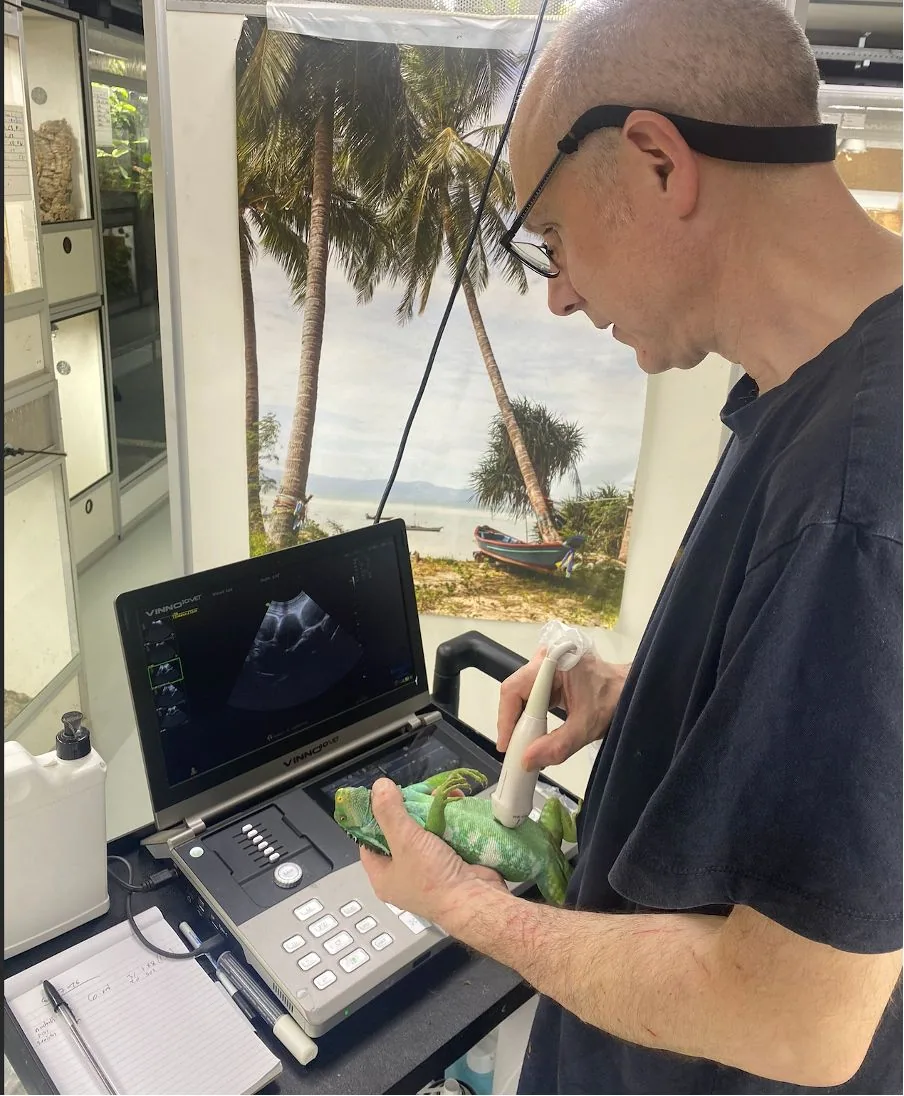 Performing an ultrasound scan on a Fiji iguana with the Vinno machine