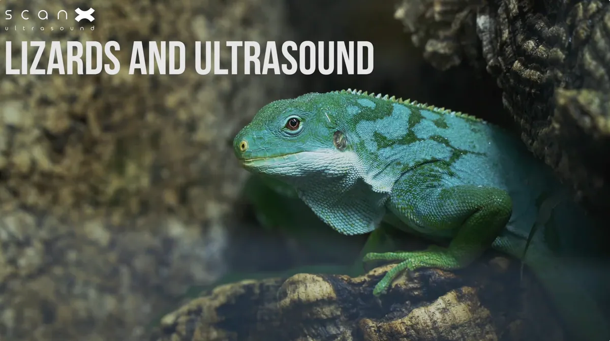 Lizards and Ultrasound — watch on YouTube