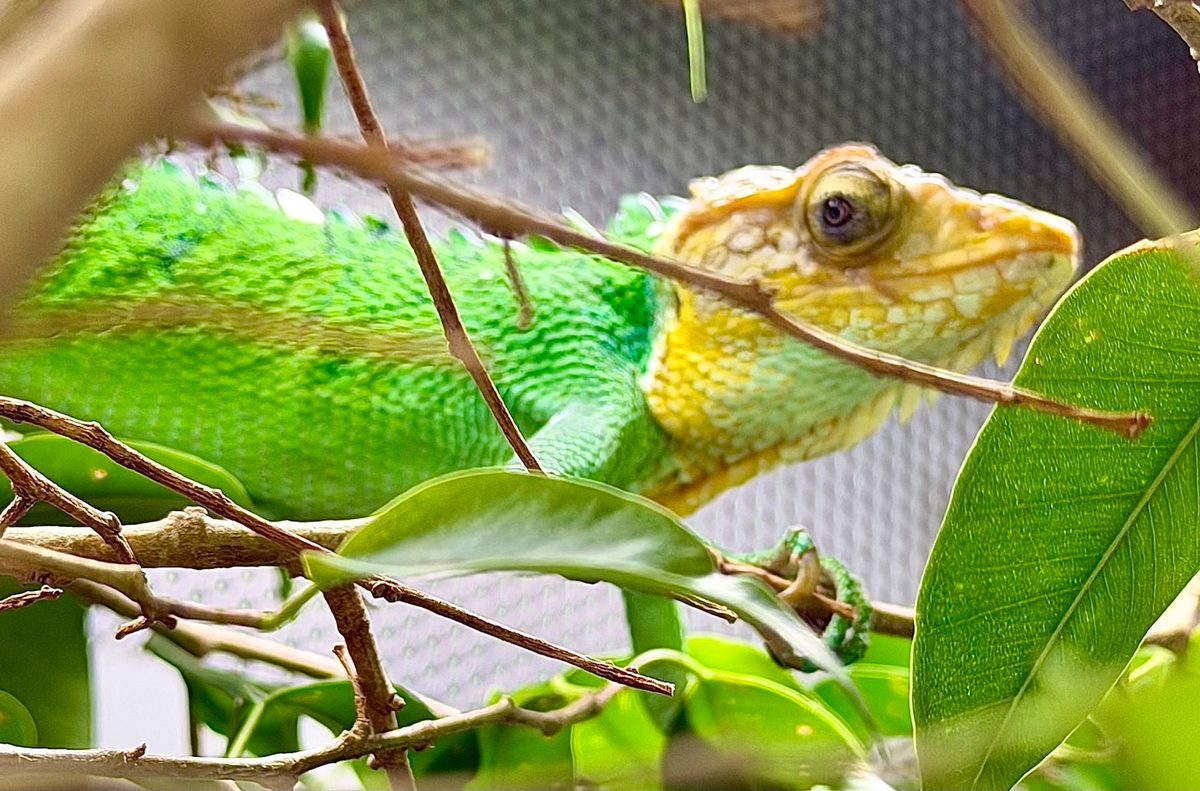 Polychrus peruvianus