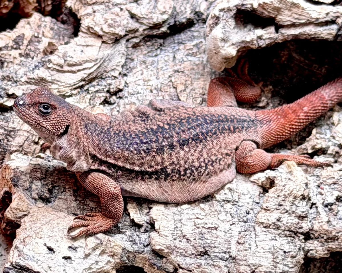 Phymaturus agilis