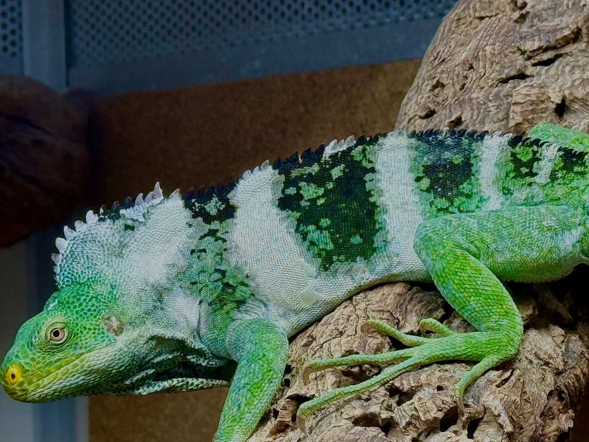 Brachylophus vitiensis — photo 1