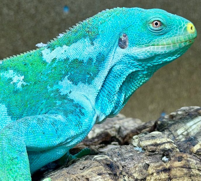 Brachylophus vitiensis — photo 2